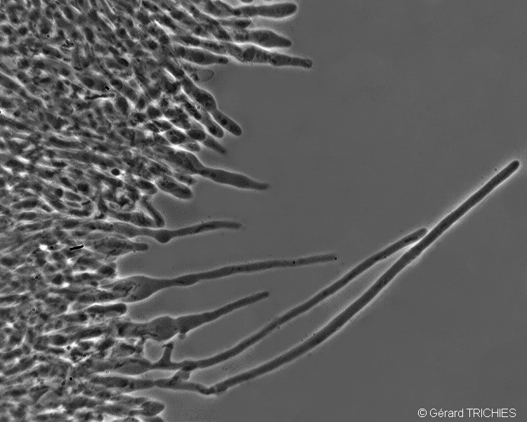 Poliporacea